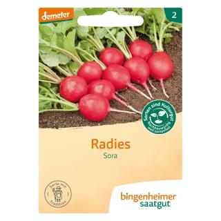 Sora - Radies (Saatgut)  1St