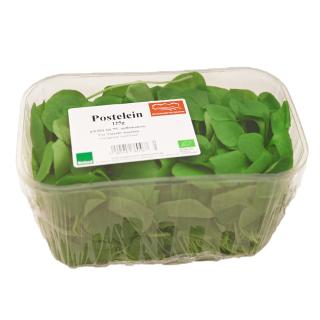 Postelein im 125g-Schälchen